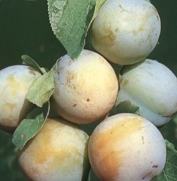 Ameixeiras